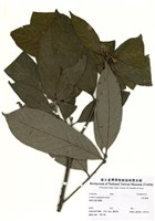 藏品(大香葉樹)的圖片